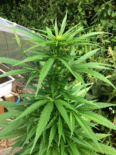 Grow26_0714_19