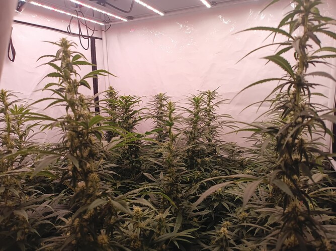 Growreport Bild 7