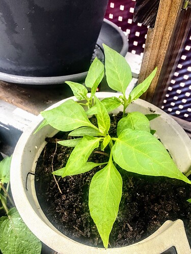 Growreport Bild 11