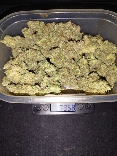 Ein Behälter mit Cannabis-Buds auf einer digitalen Waage, die 73,58 anzeigt.