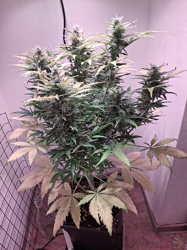 Growreport Bild 5