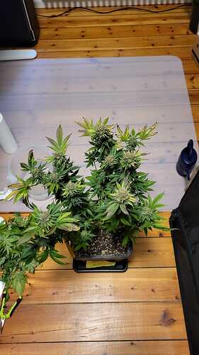 Growreport Bild 11