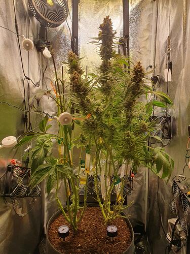 Growreport Bild 2