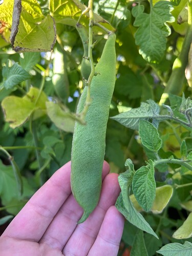 Growreport Bild 39