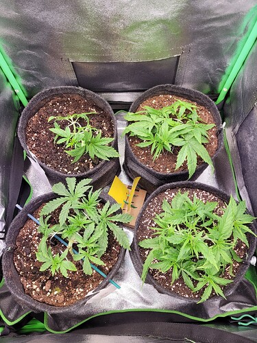 Growreport Bild 13