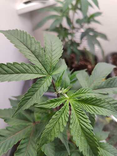 WhatsApp Image 2024-05-25 at 16.36.10