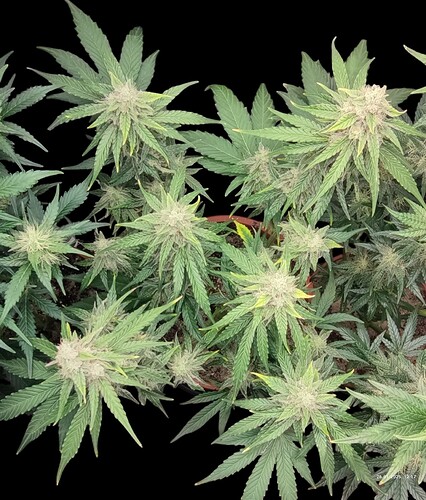 Growreport Bild 7
