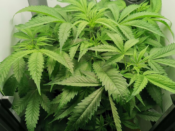 Growreport Bild 12