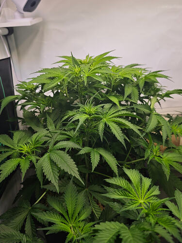Growreport Bild 23