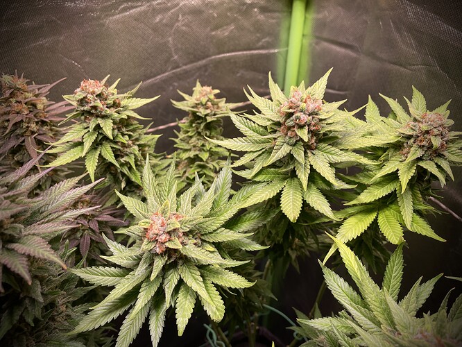Growreport Bild 6