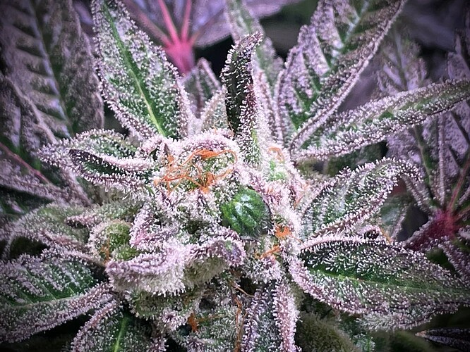 Growreport Bild 13