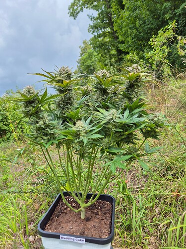 Growreport Bild 16