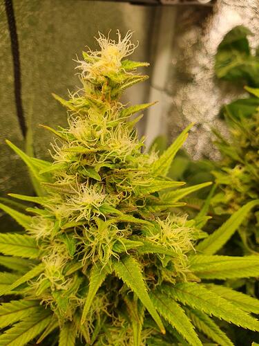 Growreport Bild 3