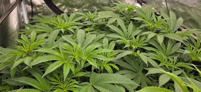 Growreport Bild 25