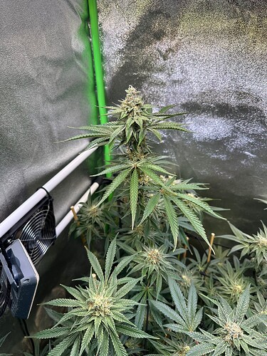 Growreport Bild 6