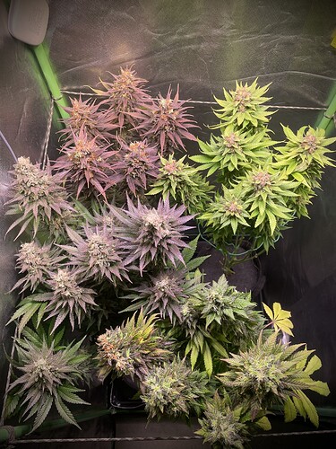 Growreport Bild 2