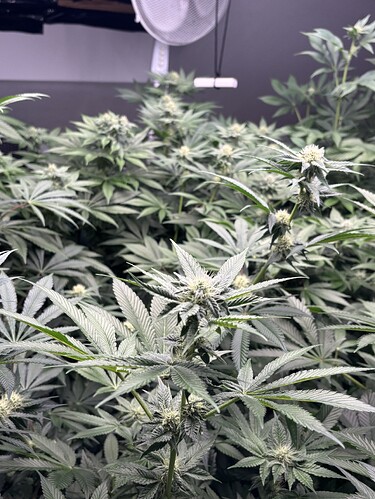 Growreport Bild 29