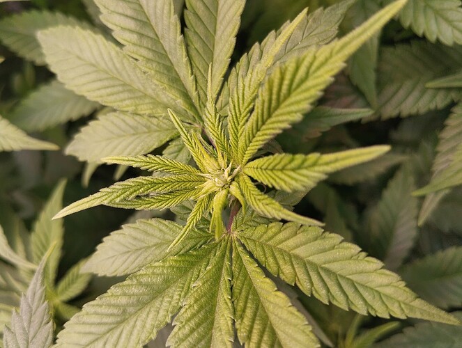 IMG_20250119_193328 - Kopie