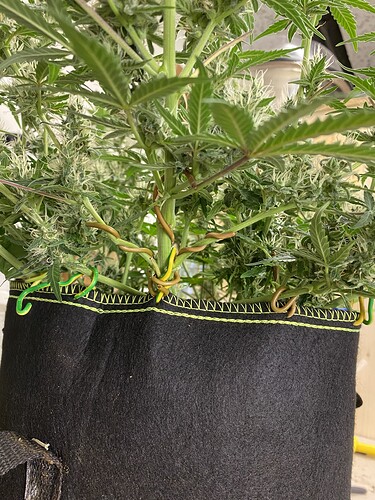 Growreport Bild 74