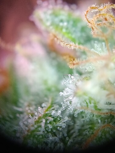 Growreport Bild 8