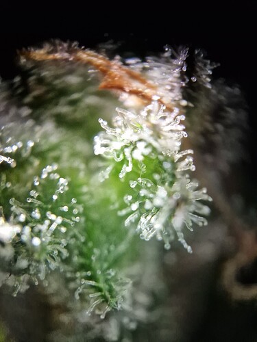 Growreport Bild 41