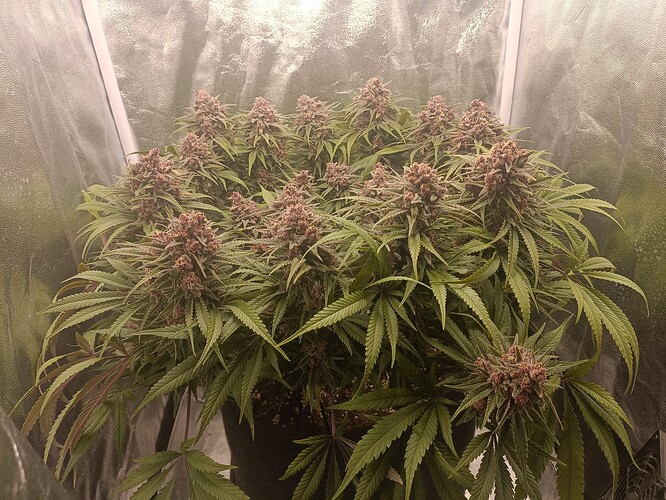 Growreport Bild 16