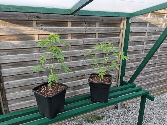 Green Gelato outdoor 2024 (1)