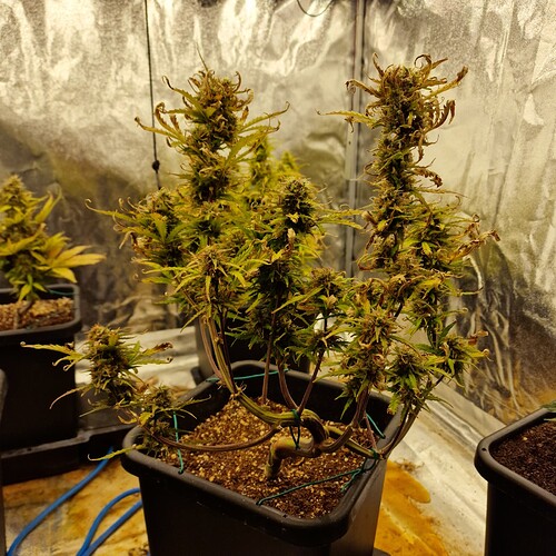 Growreport Bild 6