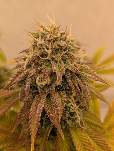 PXL_20240706_160603278