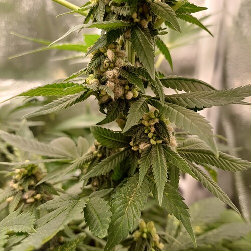 Growreport Bild 18