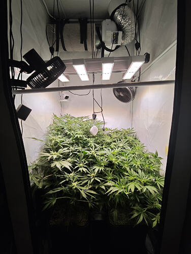 Growreport Bild 9