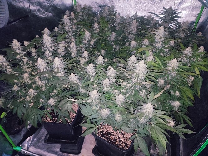 Growreport Bild 48