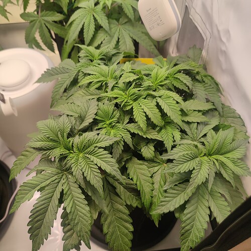 Growreport Bild 5