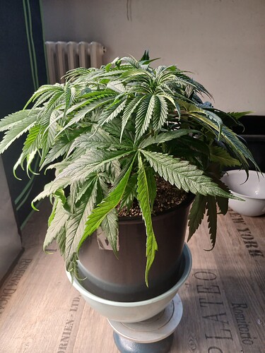 Growreport Bild 9