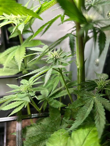 Growreport Bild 1