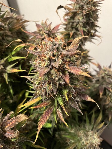 Growreport Bild 9