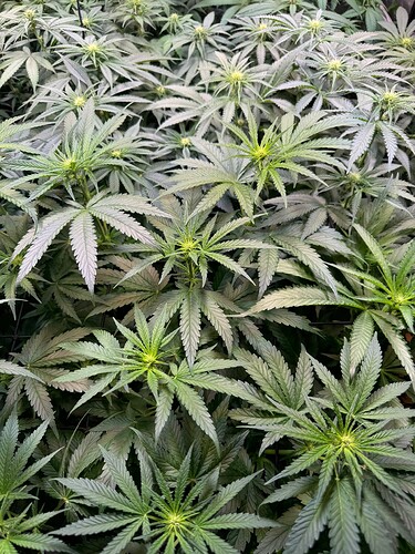 Growreport Bild 8
