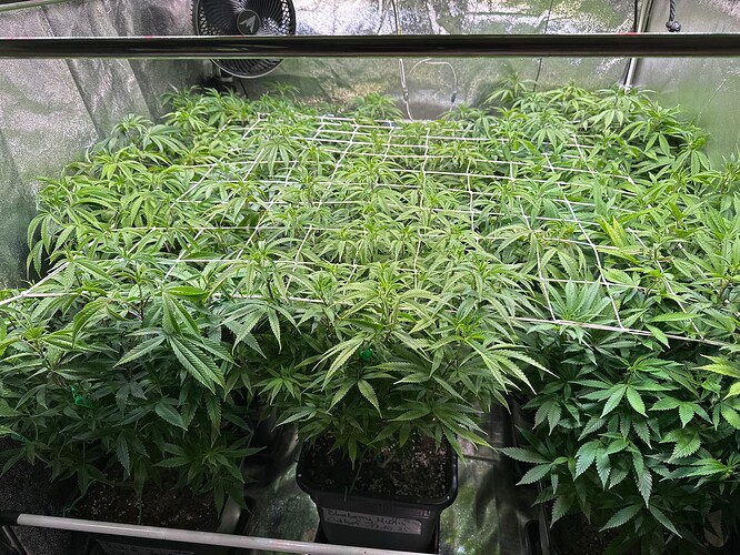 Growreport Bild 8