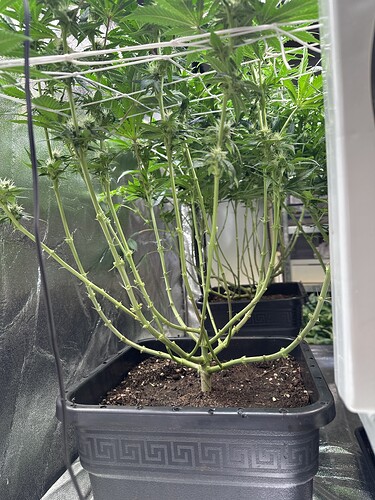 Growreport Bild 44