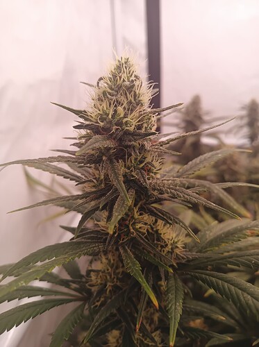 Growreport Bild 47