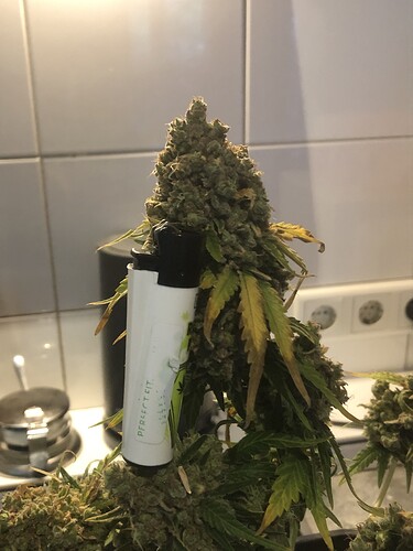 Growreport Bild 3