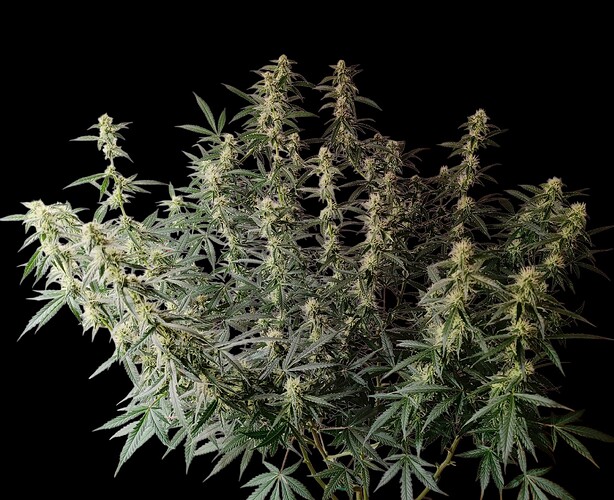 Growreport Bild 5
