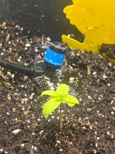 Growreport Bild 42