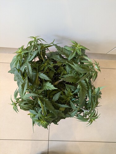 Growreport Bild 3