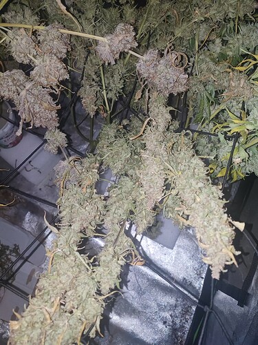 Growreport Bild 5