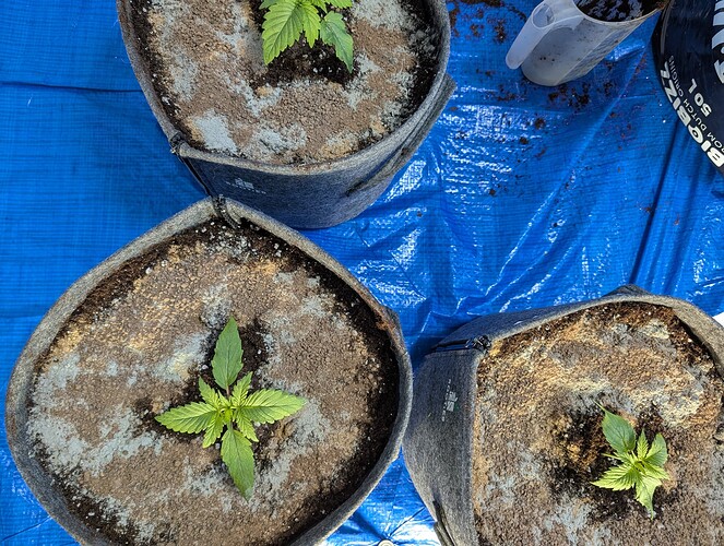 Growreport Bild 6