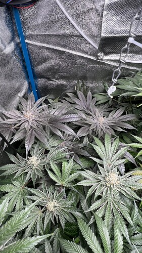 Growreport Bild 2