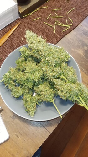 Growreport Bild 7