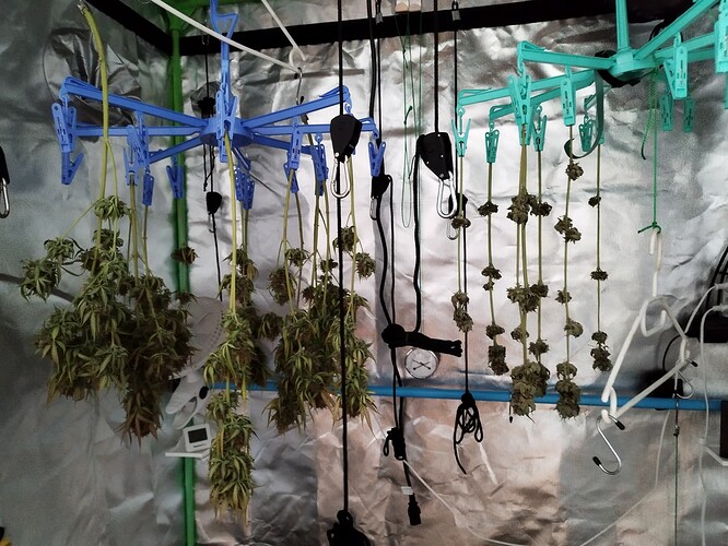 Mehrere Cannabis-Pflanzen hängen kopfüber in einem Trocknungszelt, die Buds sind sichtbar und trocknen.