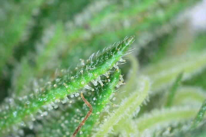 Grow25_1006_Trichome_EU_4